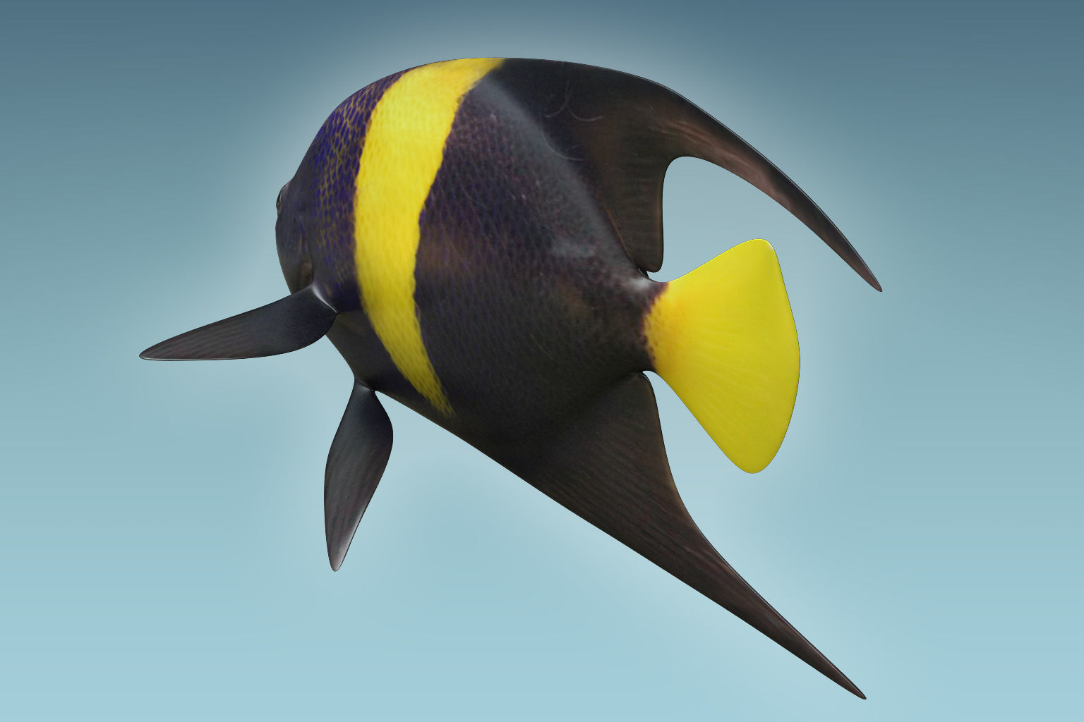 Anglefish 3 flying fish 3D model_5