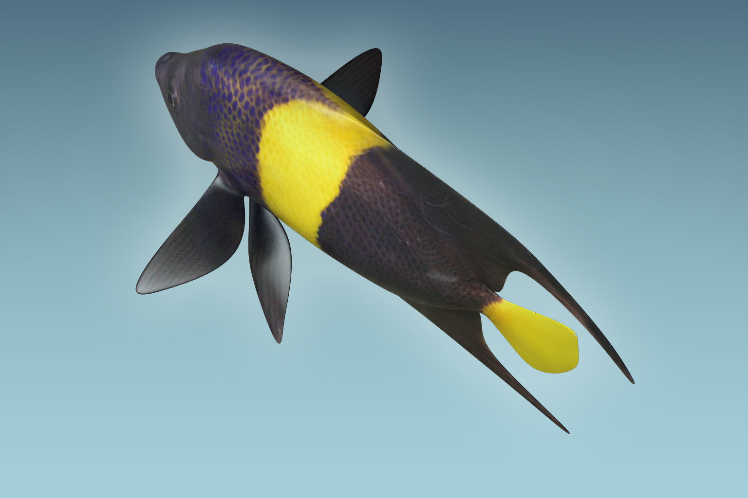 Anglefish 3 flying fish 3D model_3