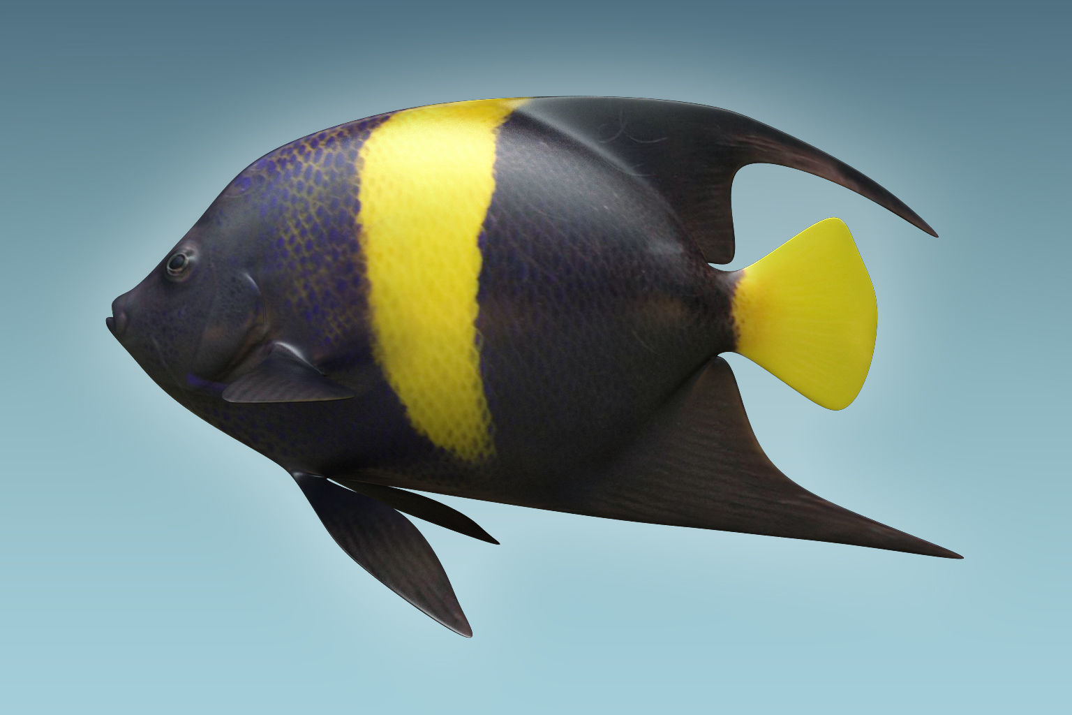 Anglefish 3 flying fish 3D model_1
