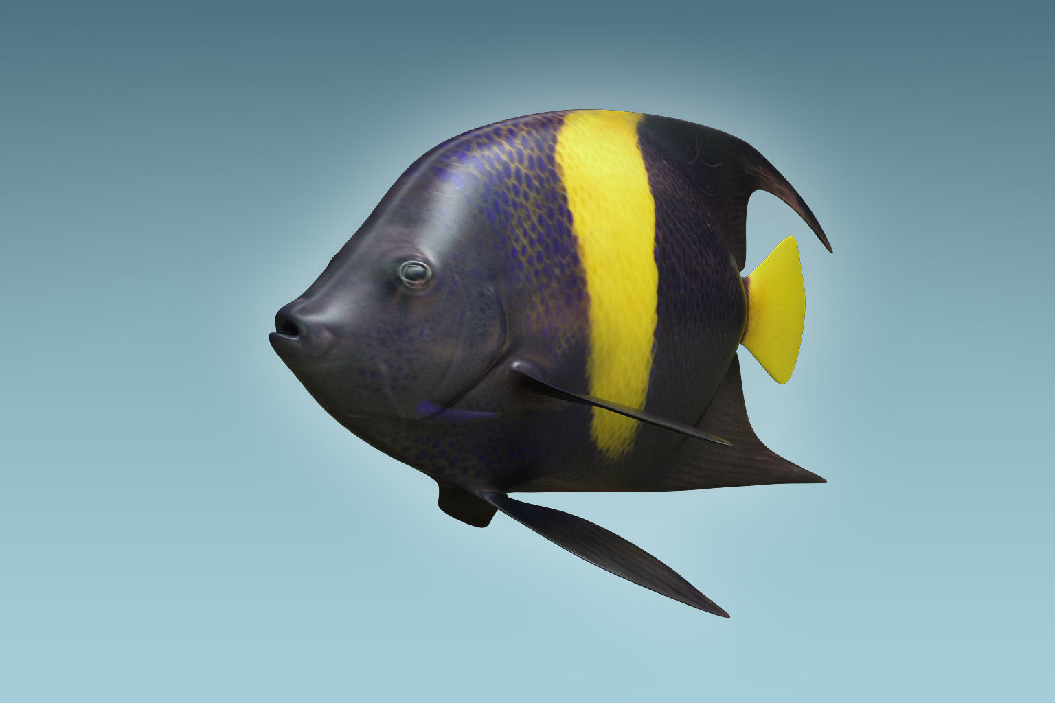 Anglefish 3 flying fish 3D model_6