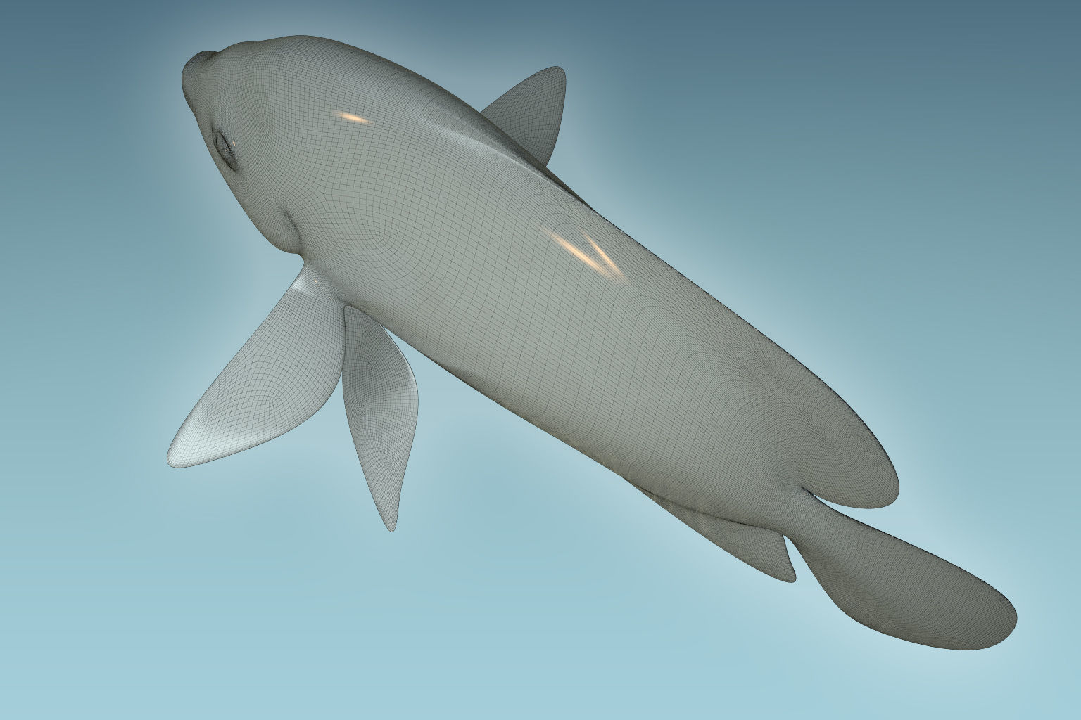 Anglefish 5 angelfish 3D model_8