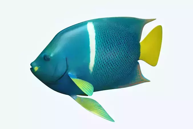 Anglefish 5 angelfish