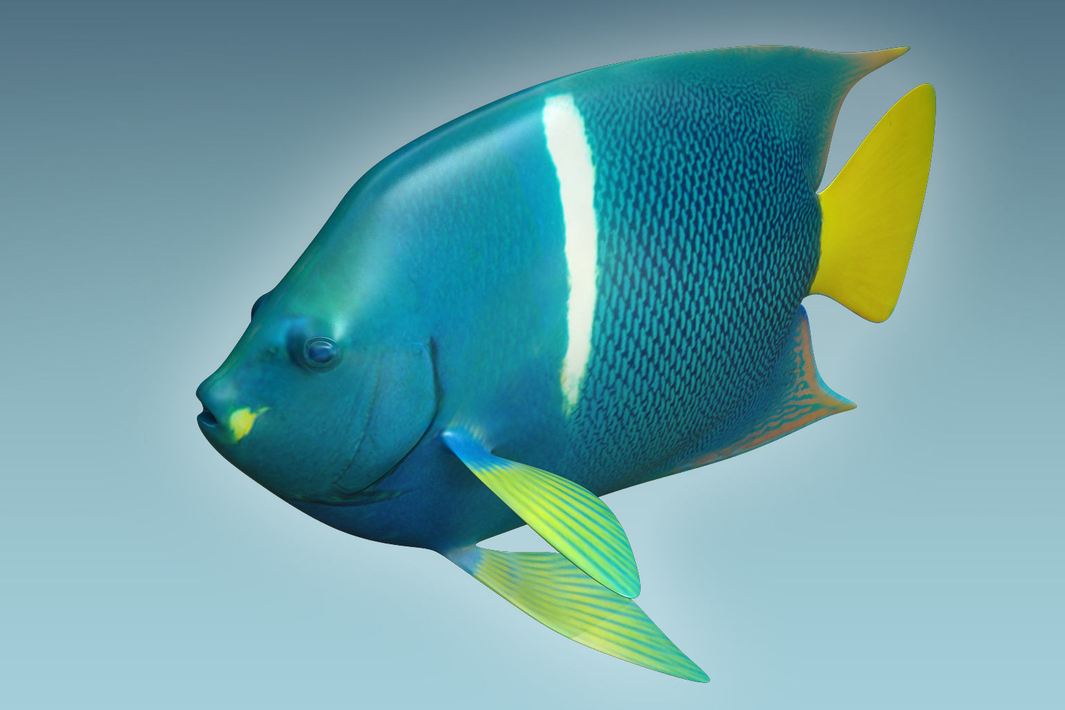Anglefish 5 angelfish 3D model_2