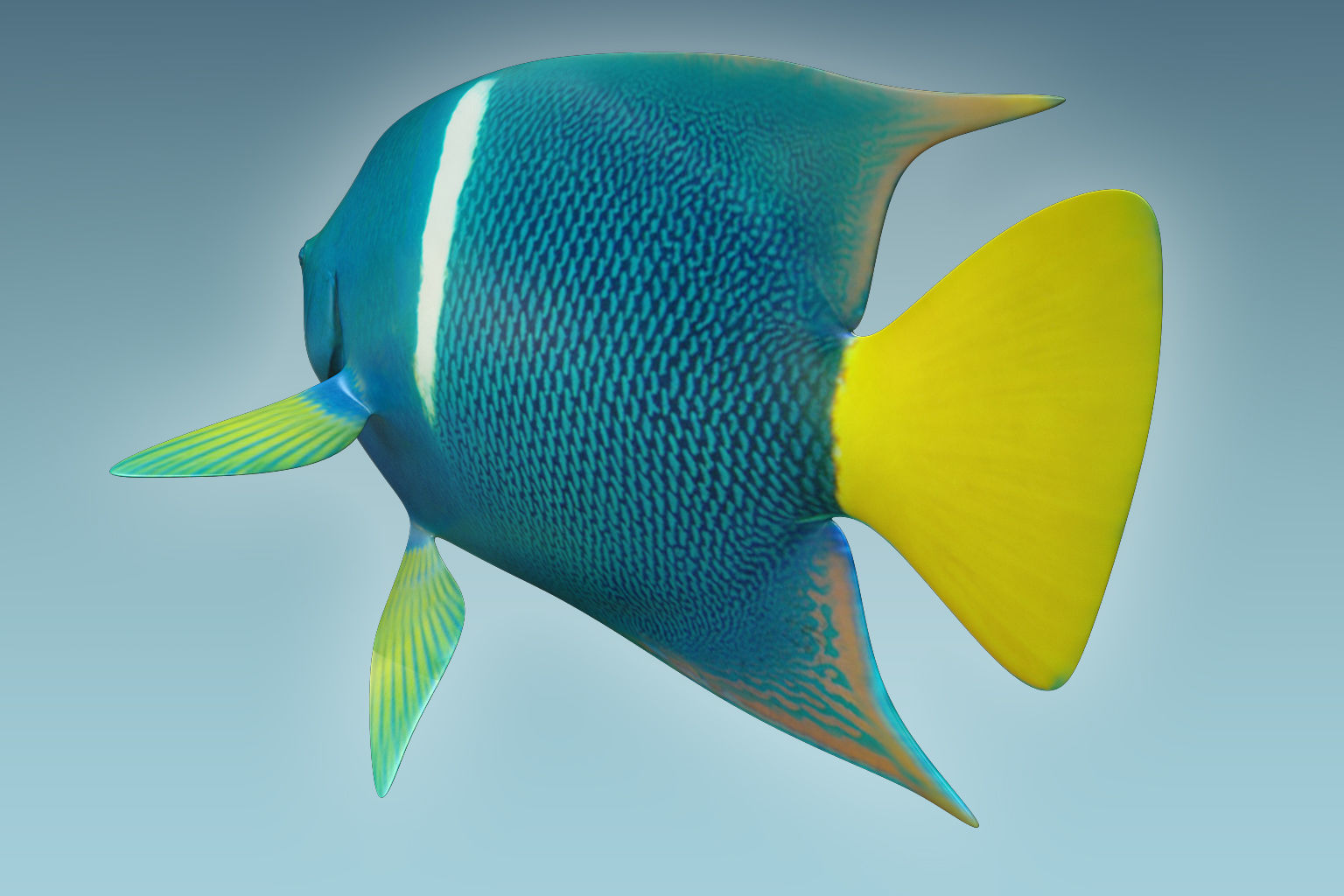 Anglefish 5 angelfish 3D model_6