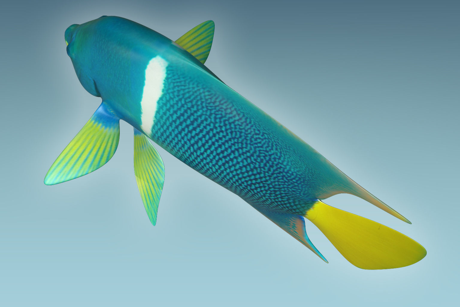 Anglefish 5 angelfish 3D model_3