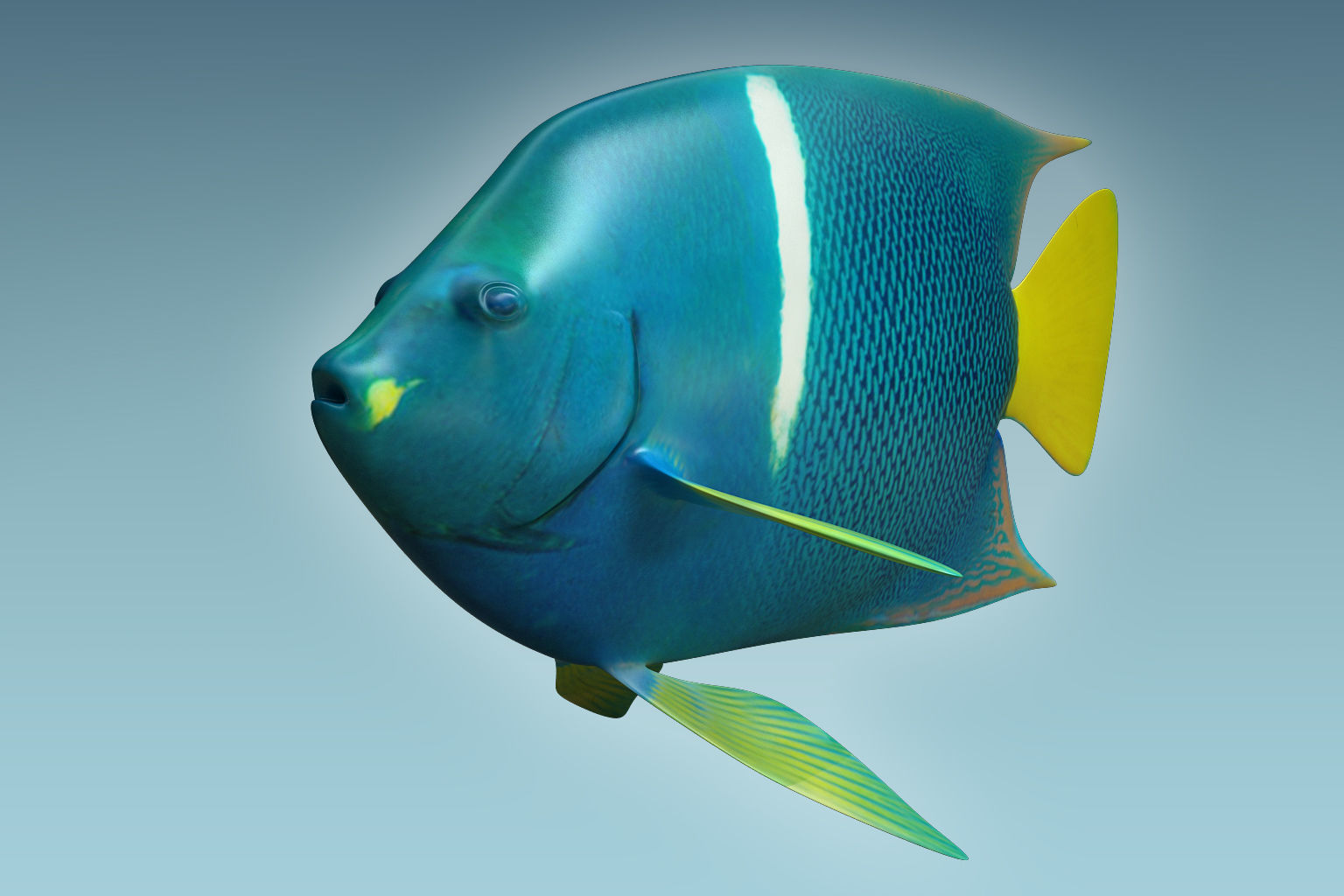 Anglefish 5 angelfish 3D model_5