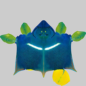Anglefish 5 angelfish 3D model_9