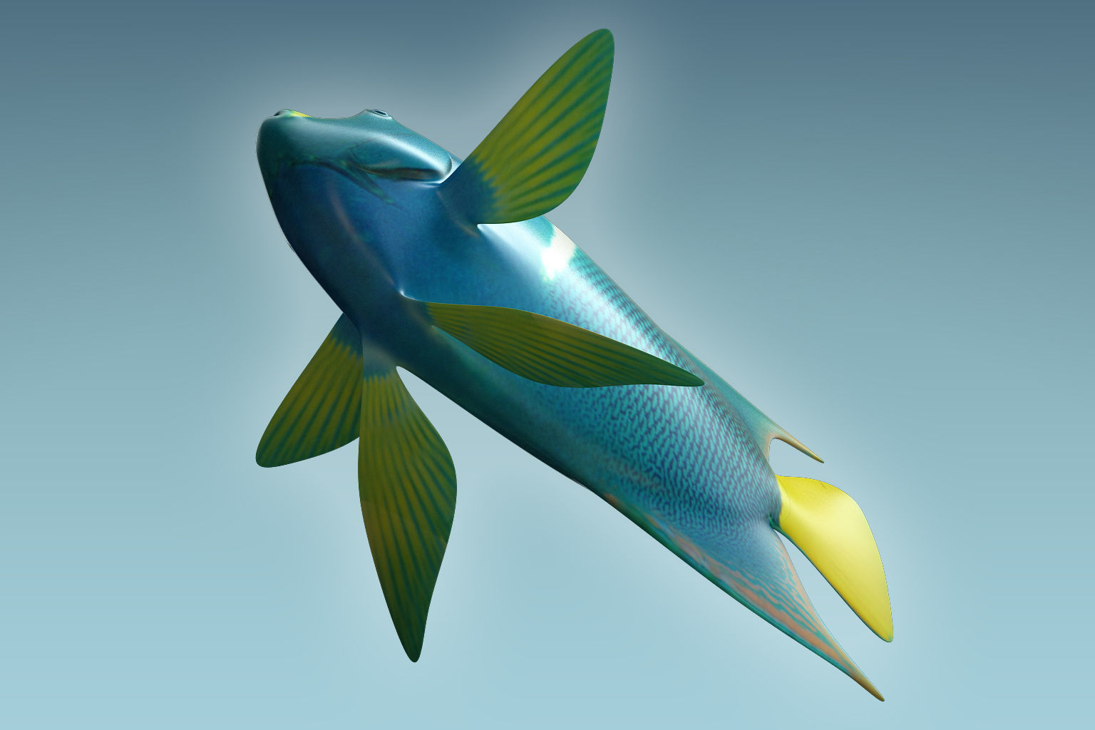 Anglefish 5 angelfish 3D model_4