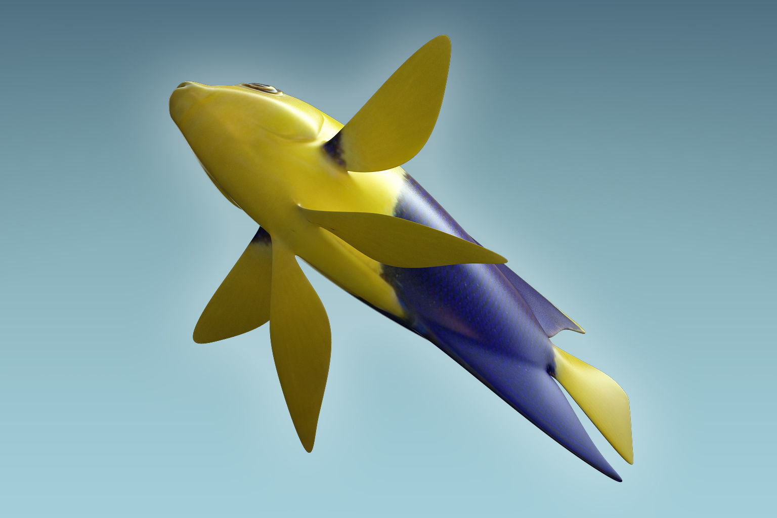 Anglefish 6 angelfish 3D model_6
