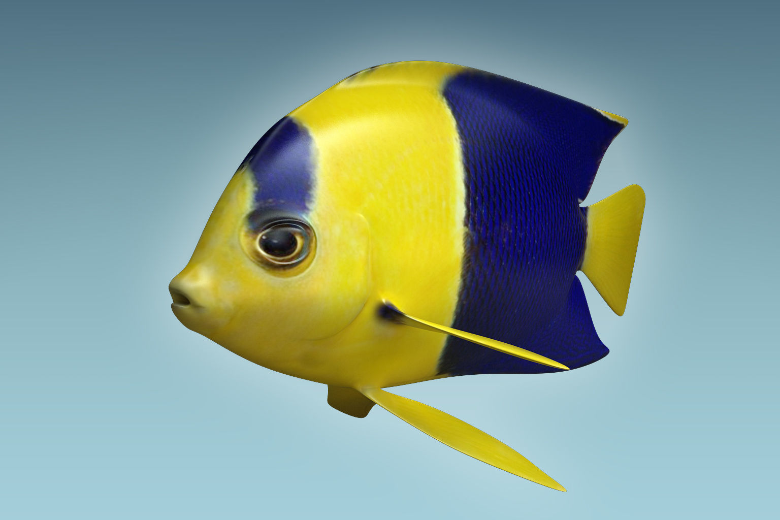 Anglefish 6 angelfish 3D model_4
