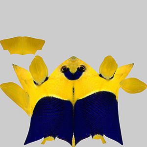 Anglefish 6 angelfish 3D model_9