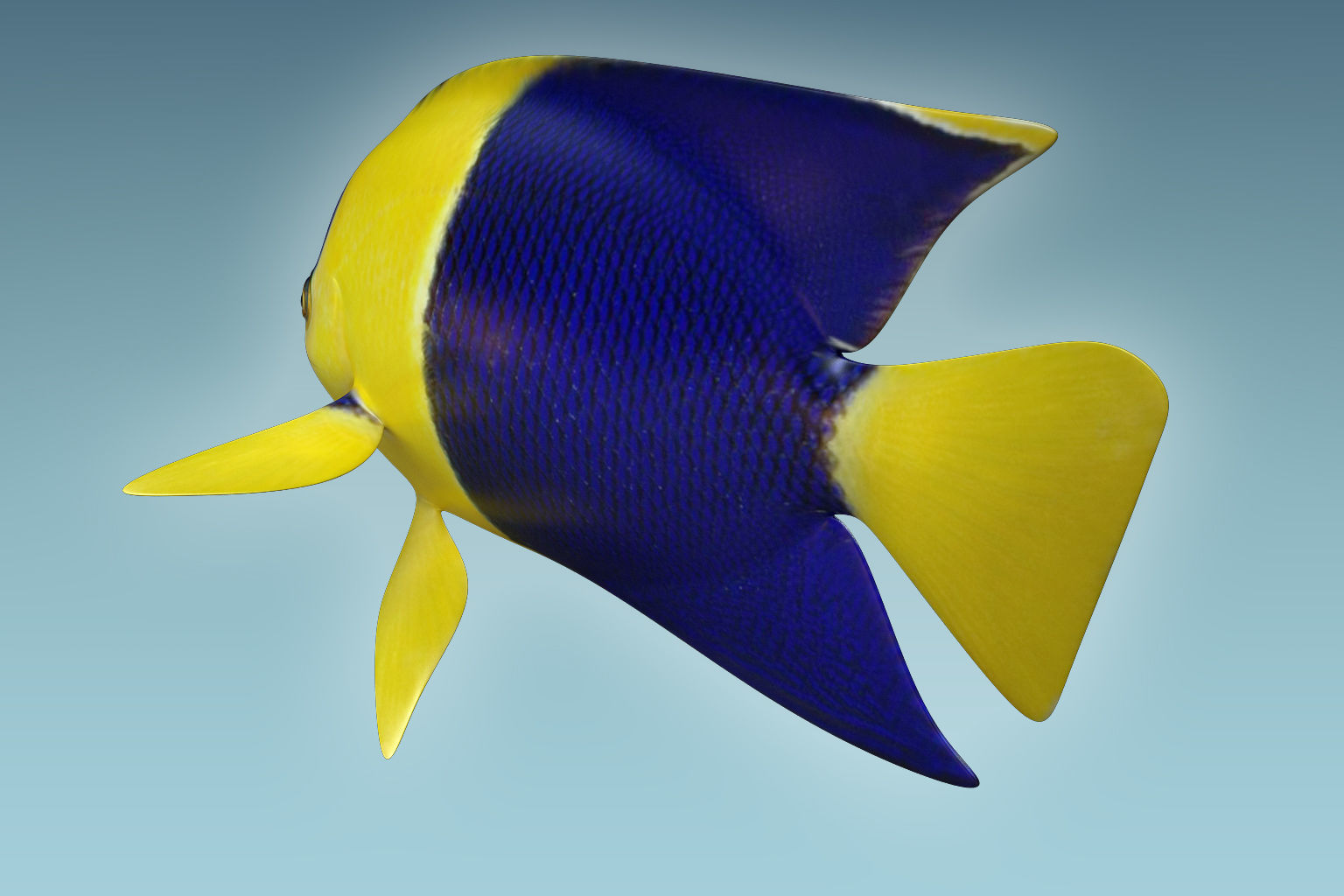 Anglefish 6 angelfish 3D model_5