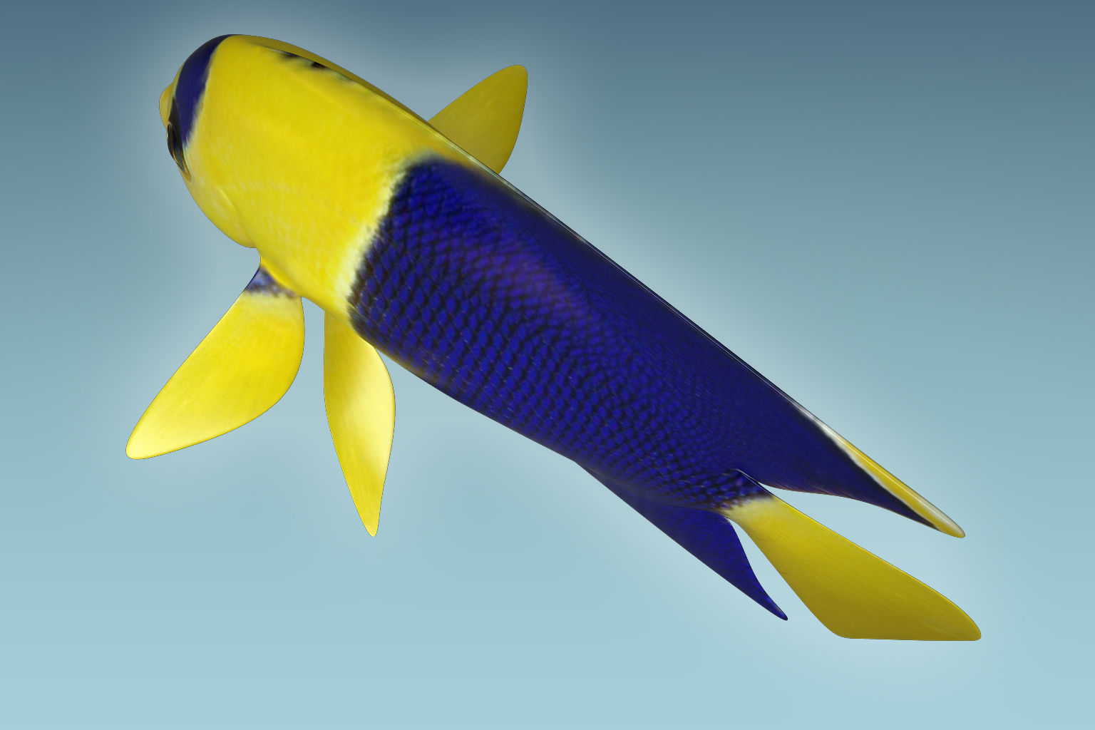 Anglefish 6 angelfish 3D model_2