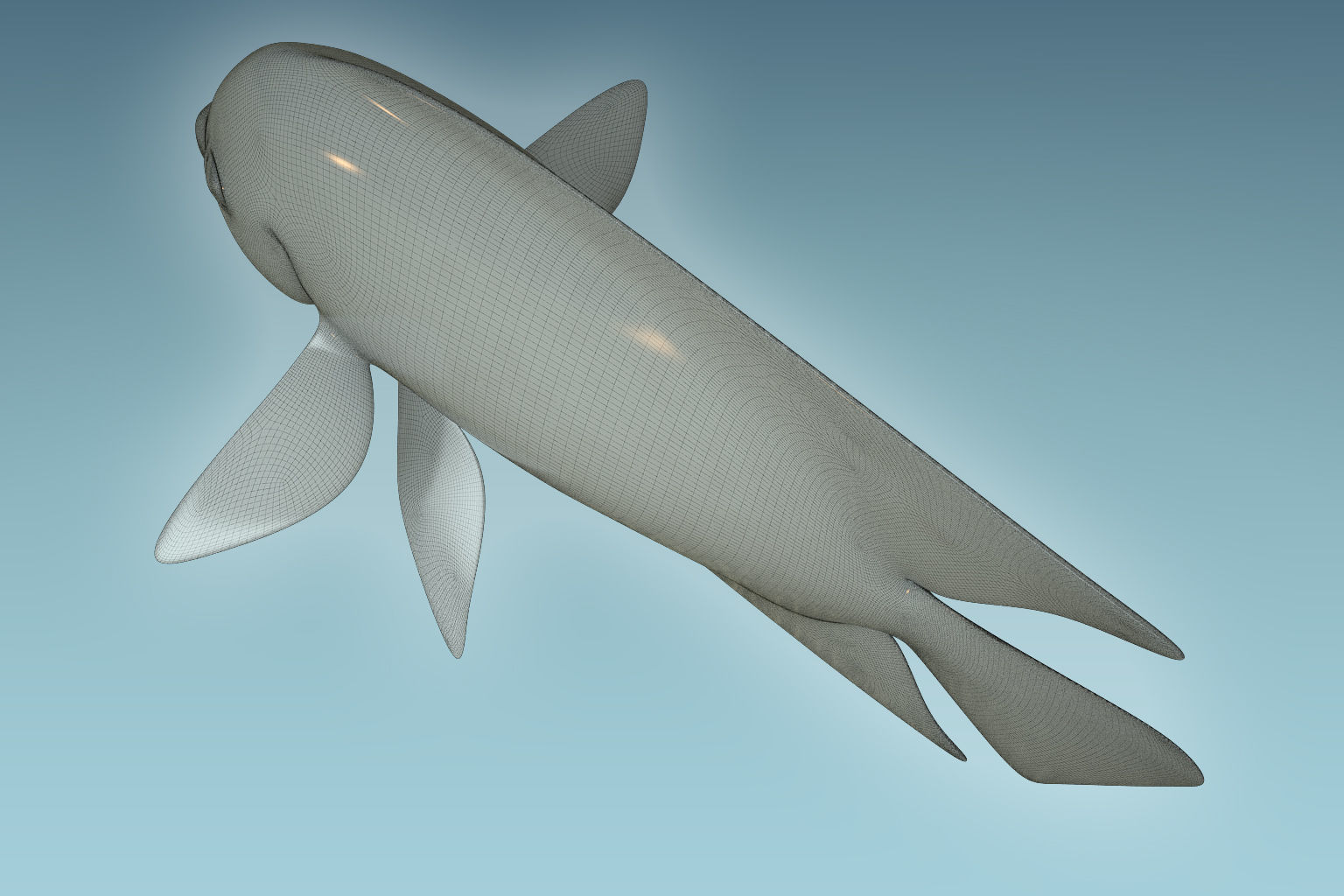 Anglefish 6 angelfish 3D model_7