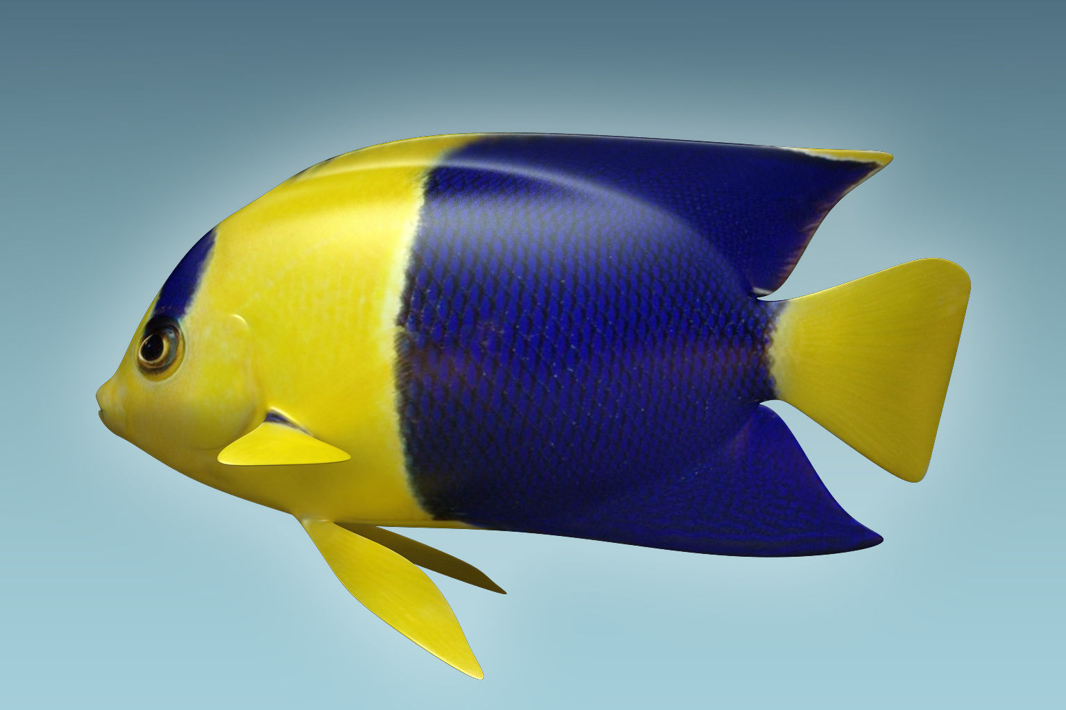 Anglefish 6 angelfish 3D model_3