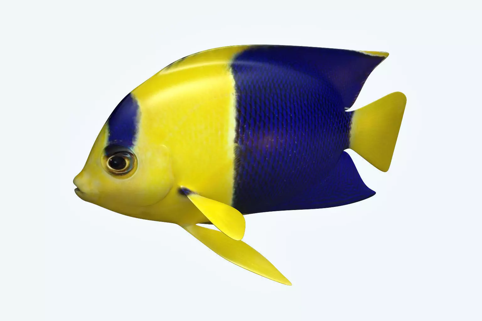 Anglefish 6 angelfish 3D model_0