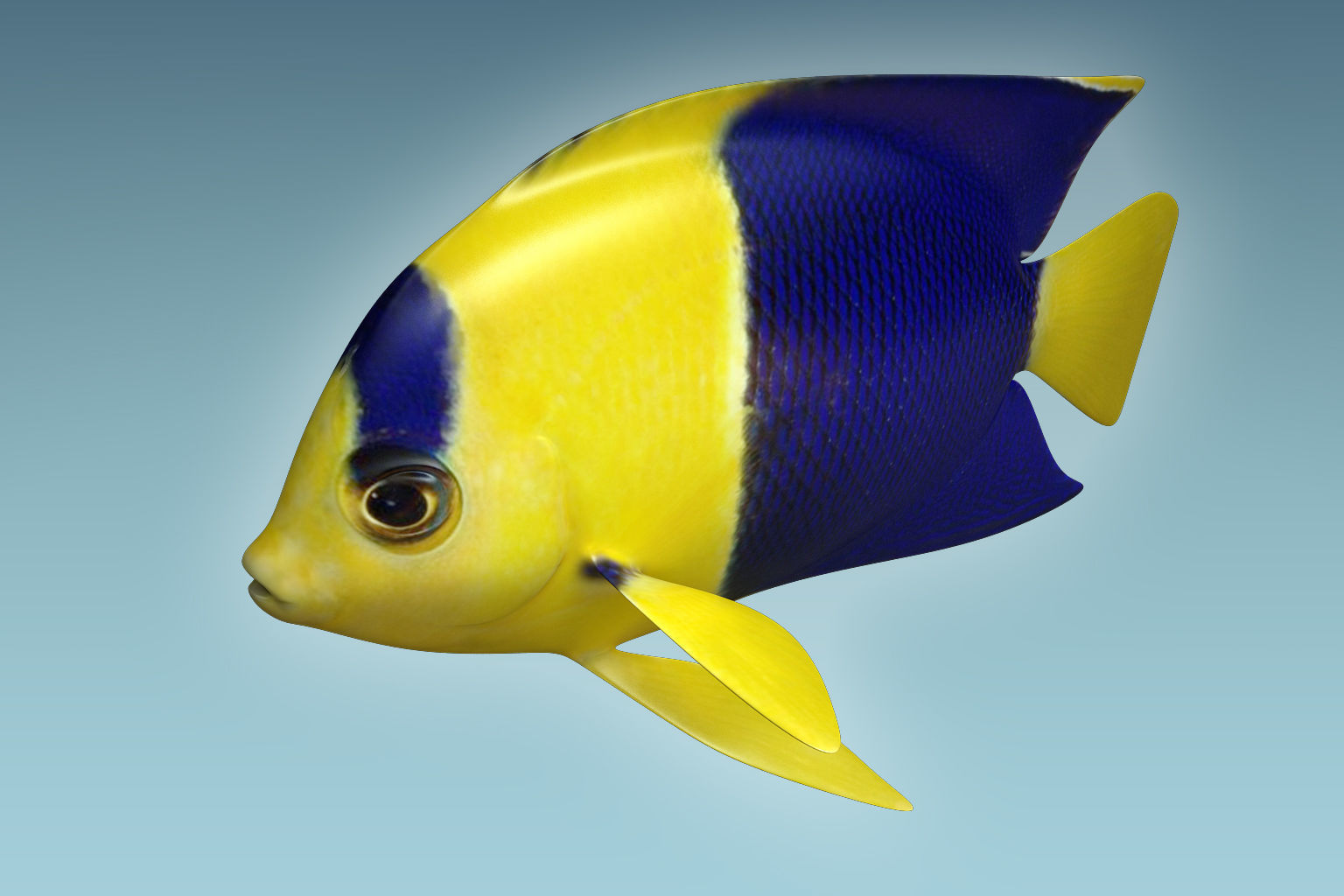Anglefish 6 angelfish 3D model_1