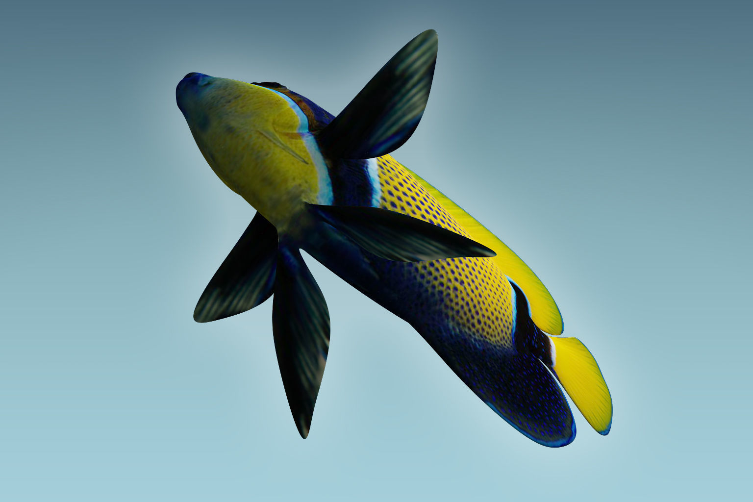 Anglefish 7 butterfly fish 3D model_5