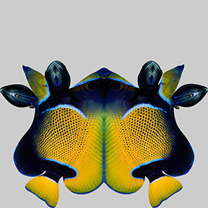 Anglefish 7 butterfly fish 3D model_9