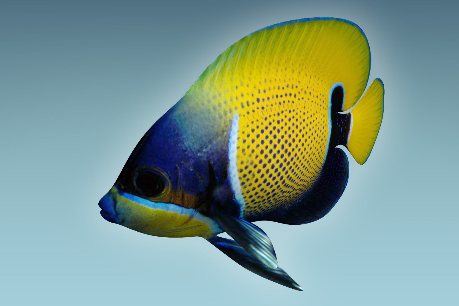 Anglefish 7 butterfly fish 3D model_2