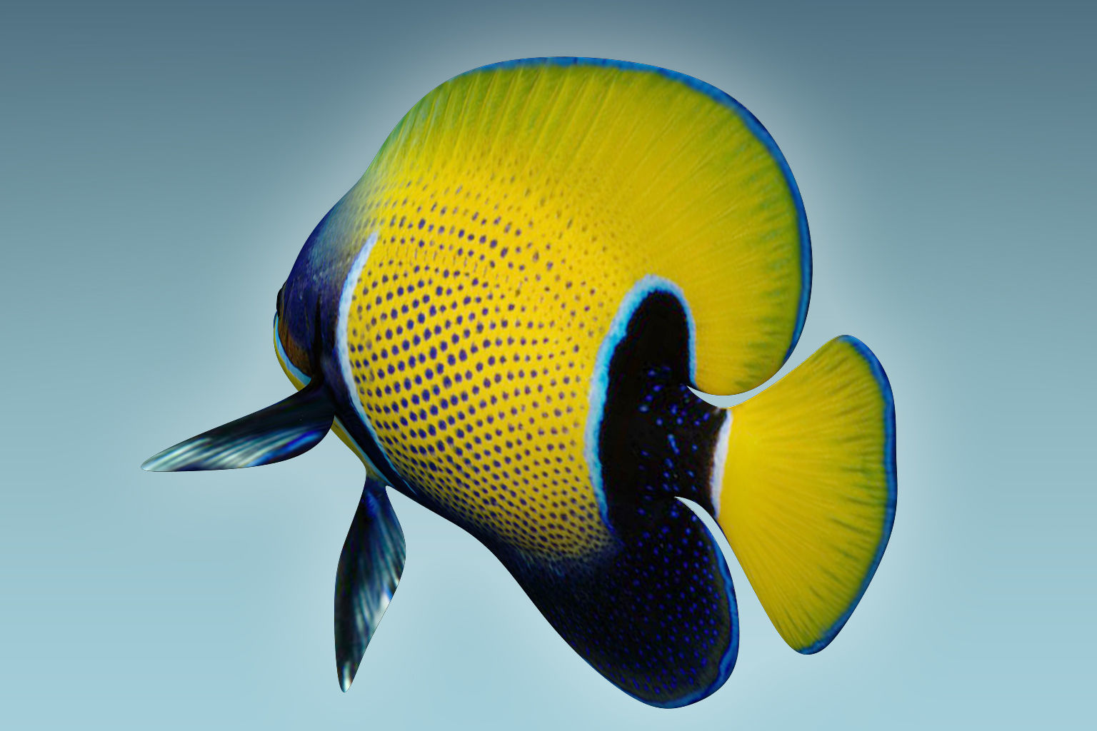 Anglefish 7 butterfly fish 3D model_6