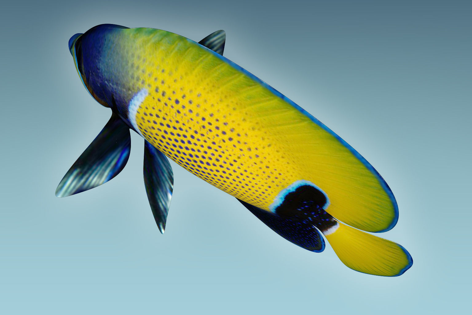 Anglefish 7 butterfly fish 3D model_3