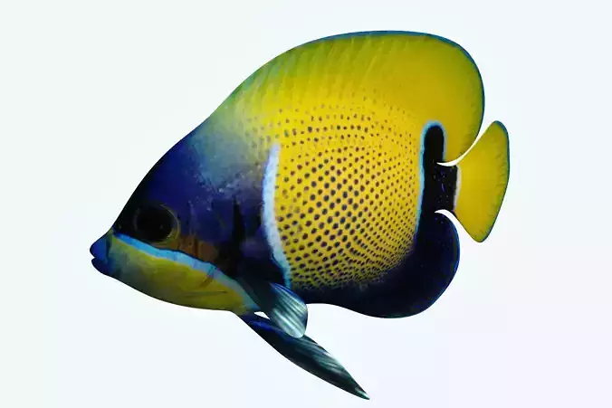 Anglefish 7 butterfly fish