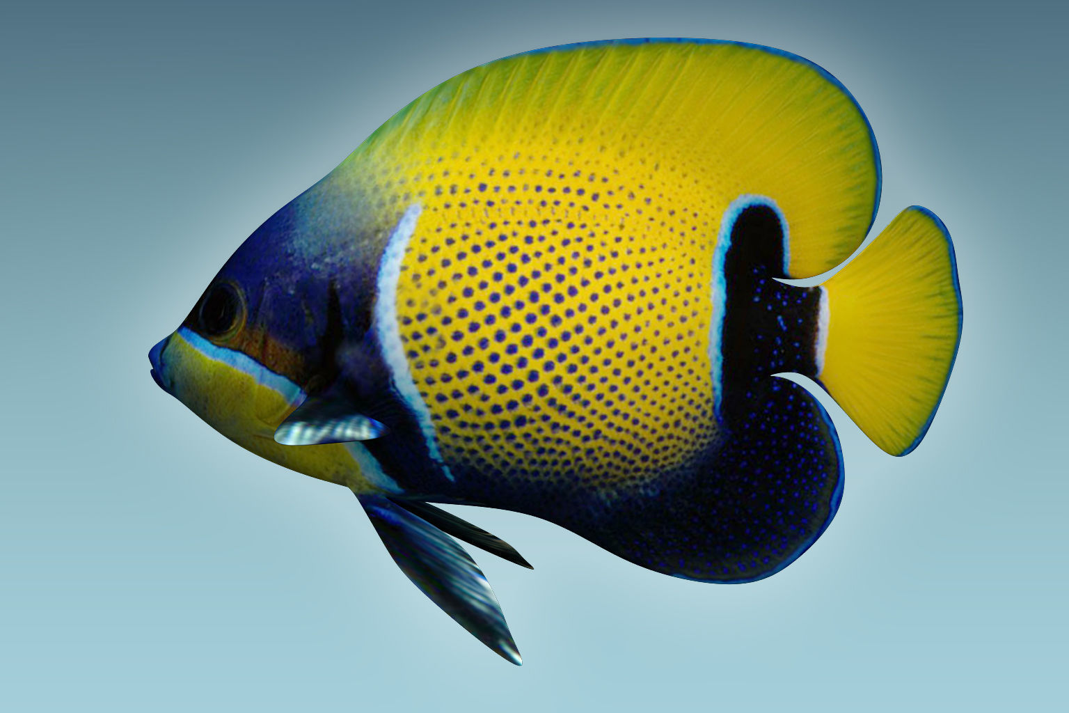 Anglefish 7 butterfly fish 3D model_1