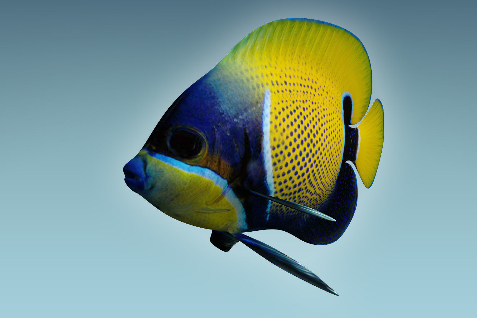 Anglefish 7 butterfly fish 3D model_4