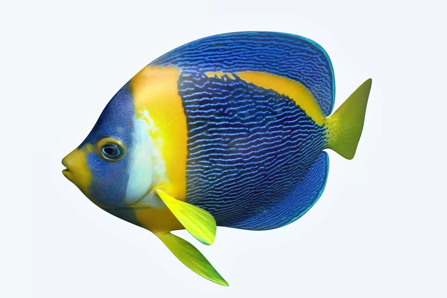 Anglefish 8 angelfish 3D model_0