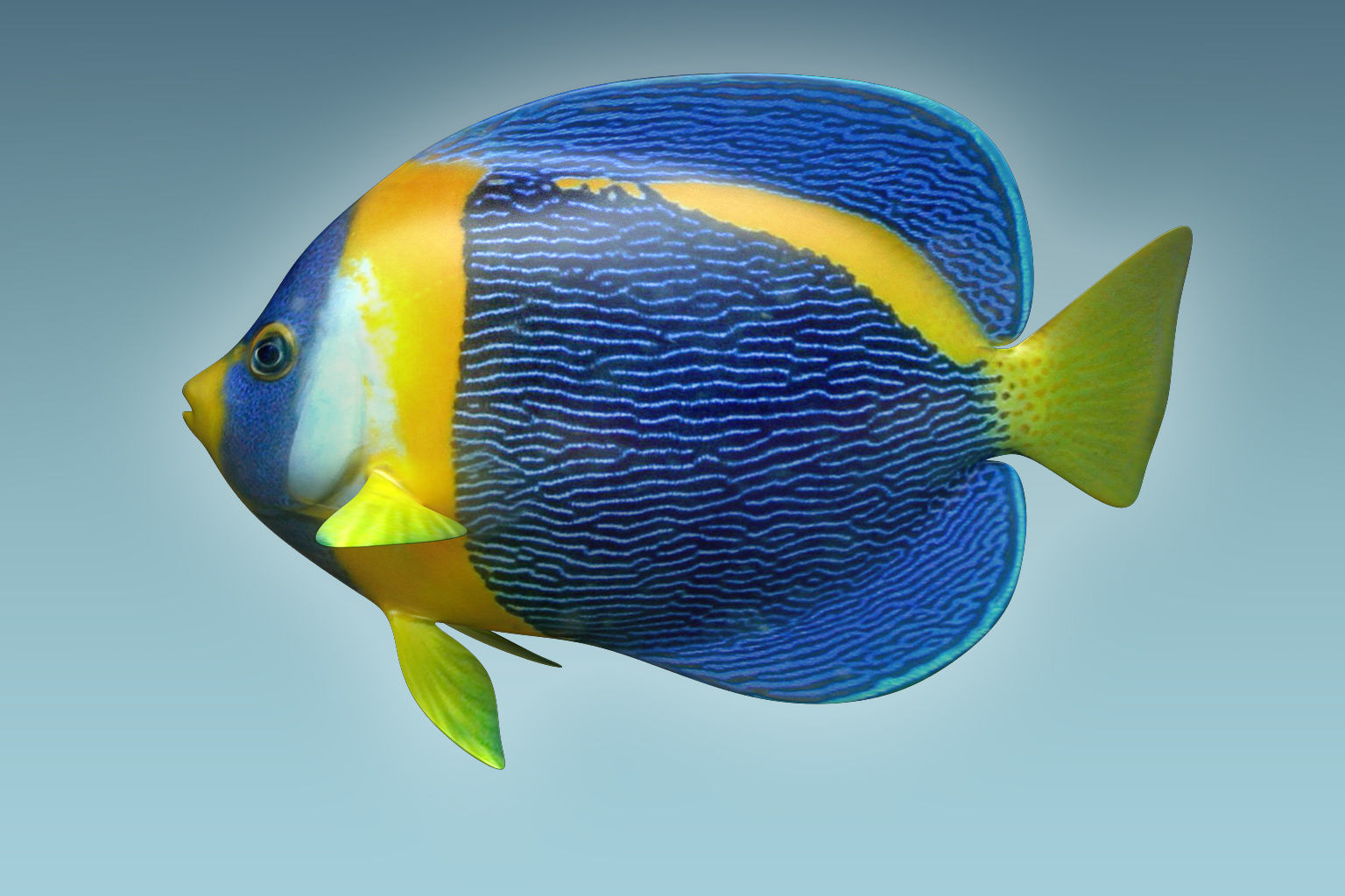 Anglefish 8 angelfish 3D model_1
