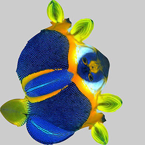 Anglefish 8 angelfish 3D model_9