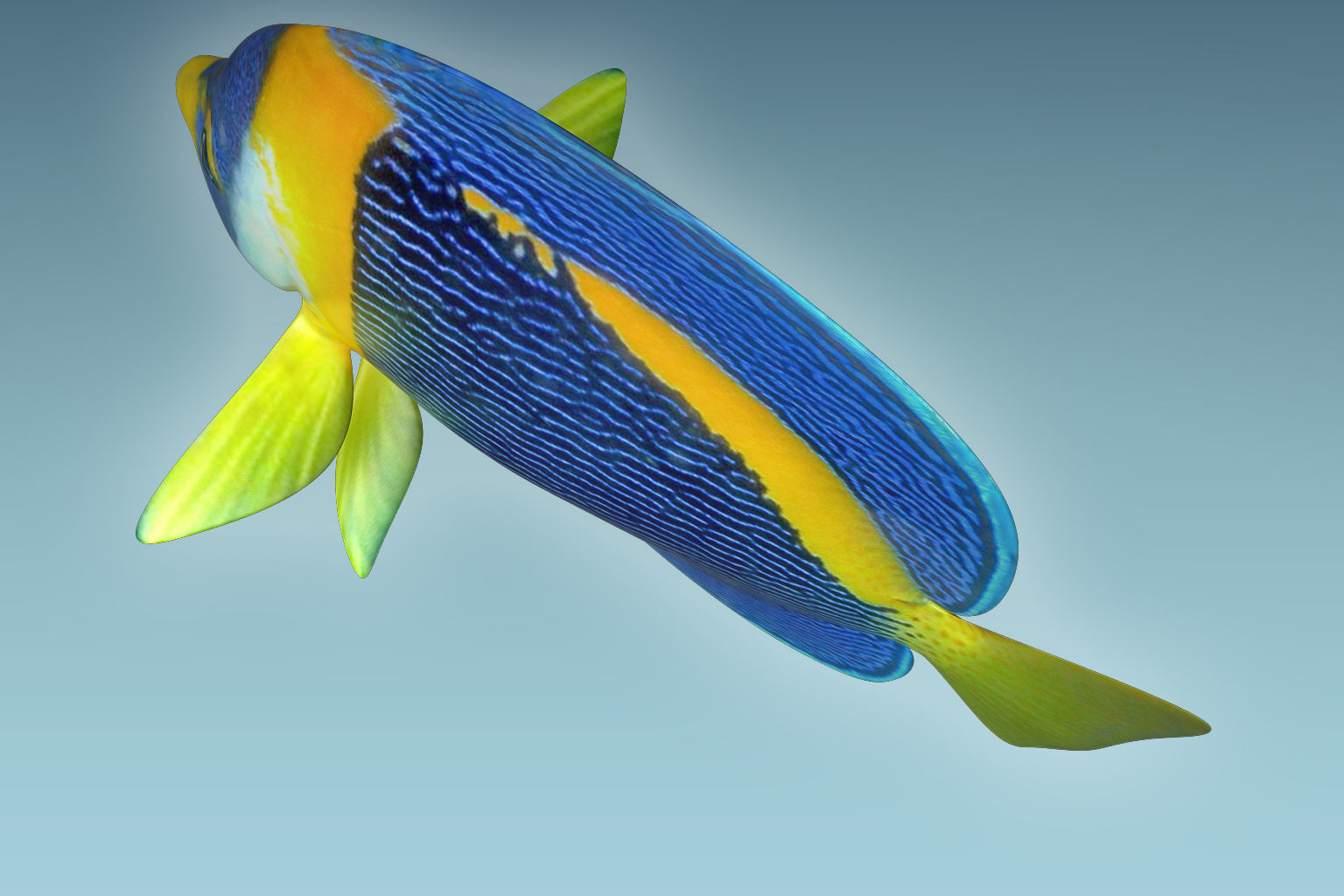 Anglefish 8 angelfish 3D model_6