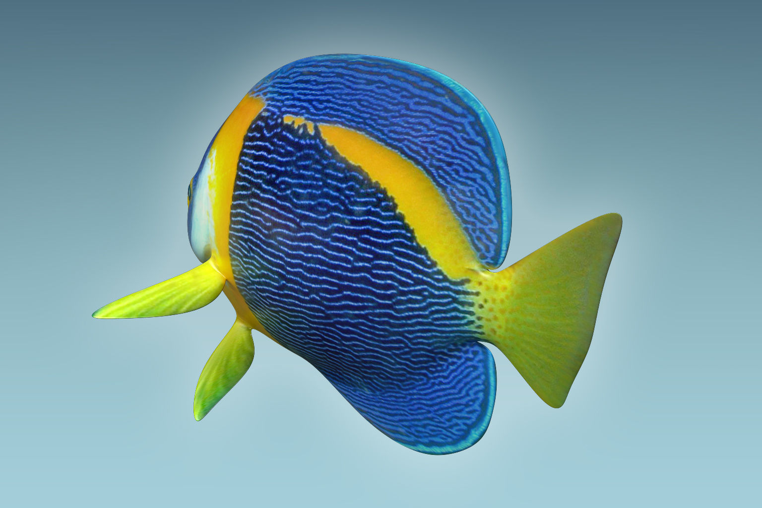 Anglefish 8 angelfish 3D model_3