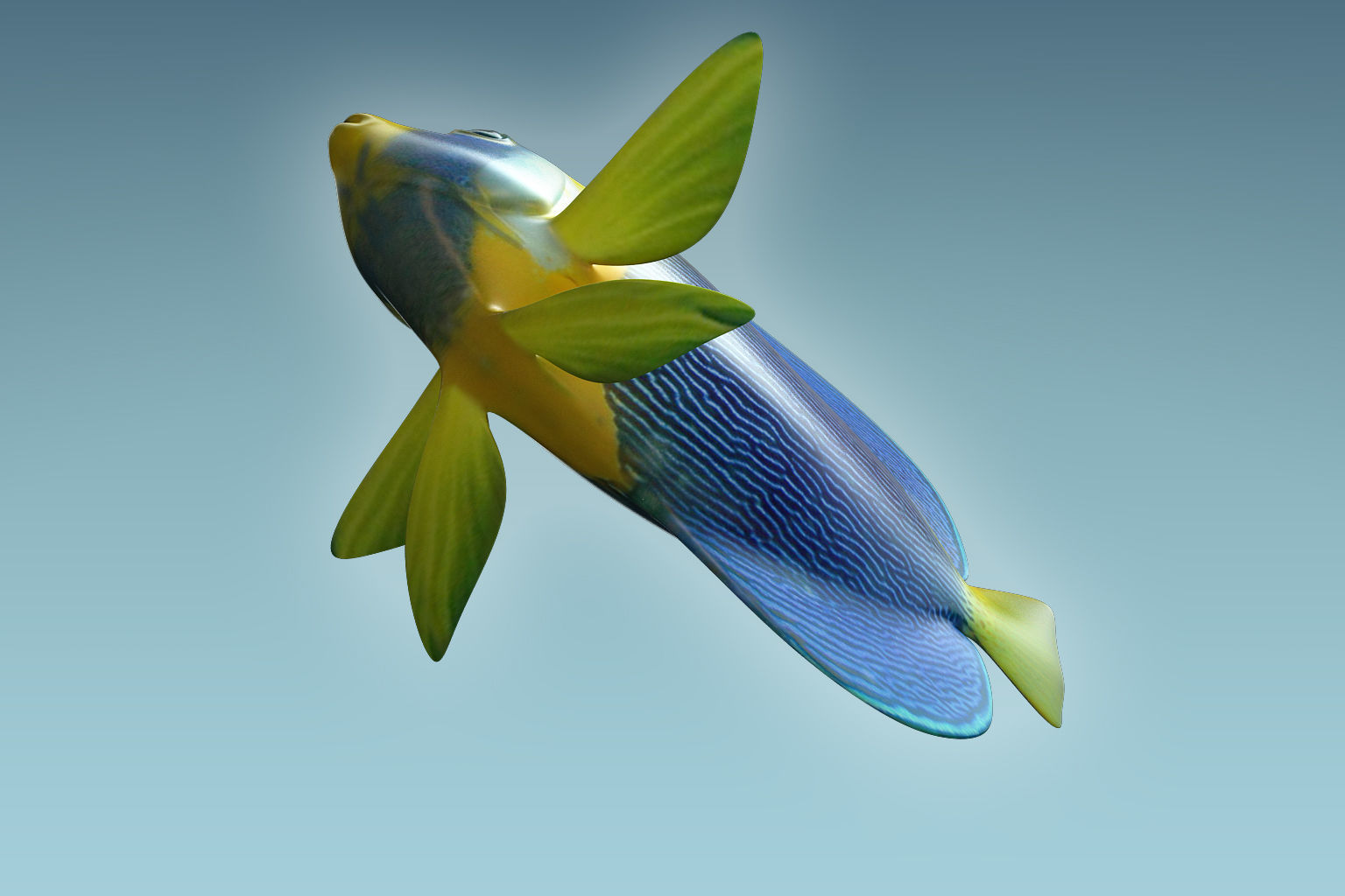 Anglefish 8 angelfish 3D model_4