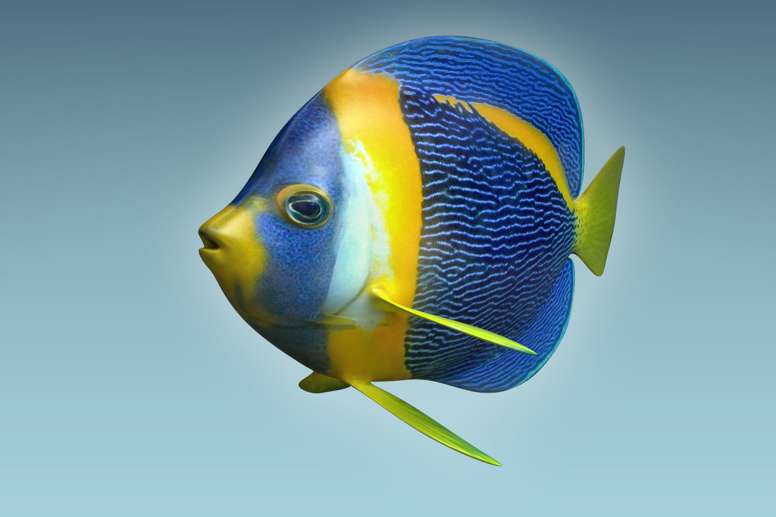 Anglefish 8 angelfish 3D model_2