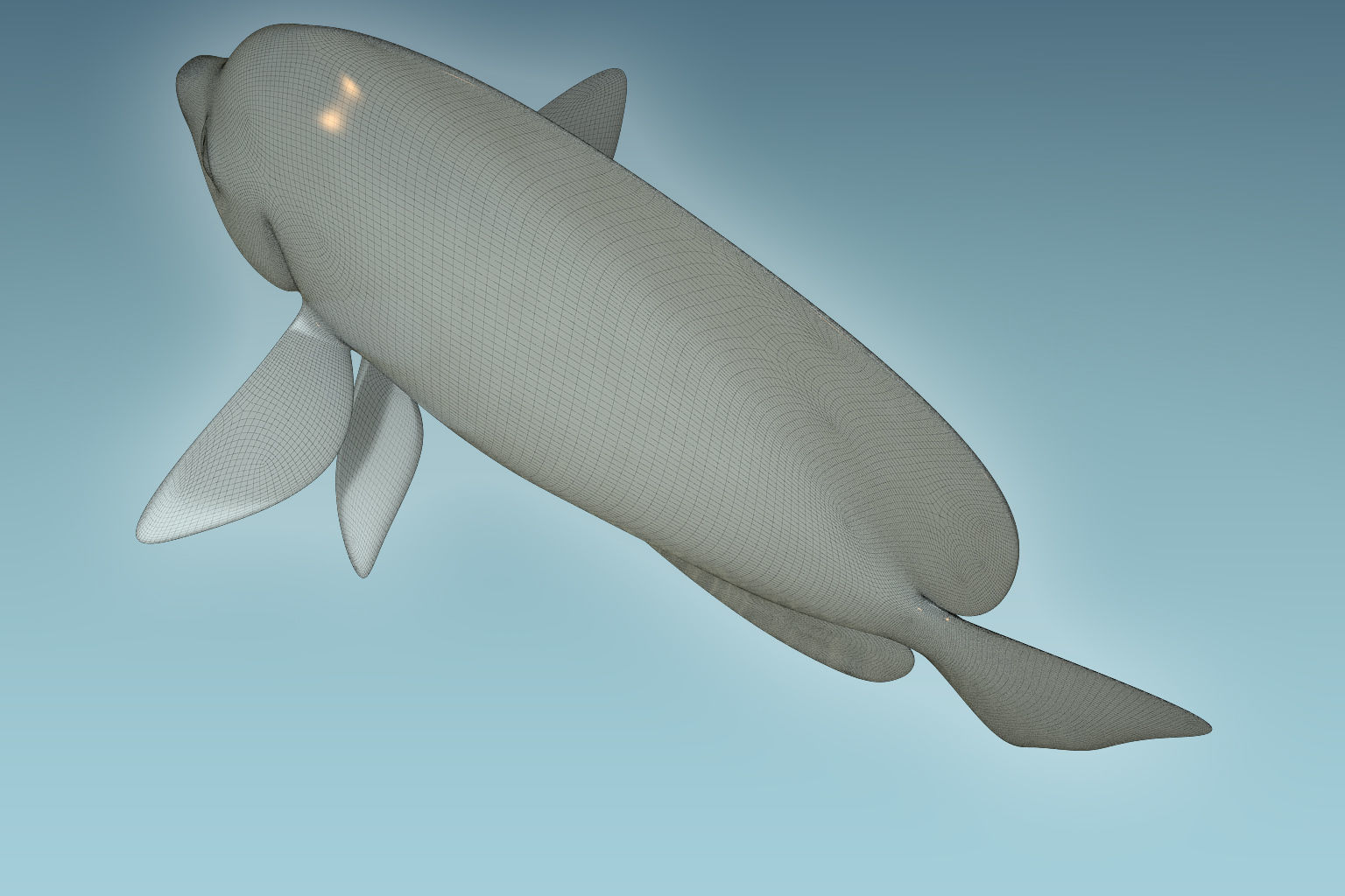 Anglefish 8 angelfish 3D model_8