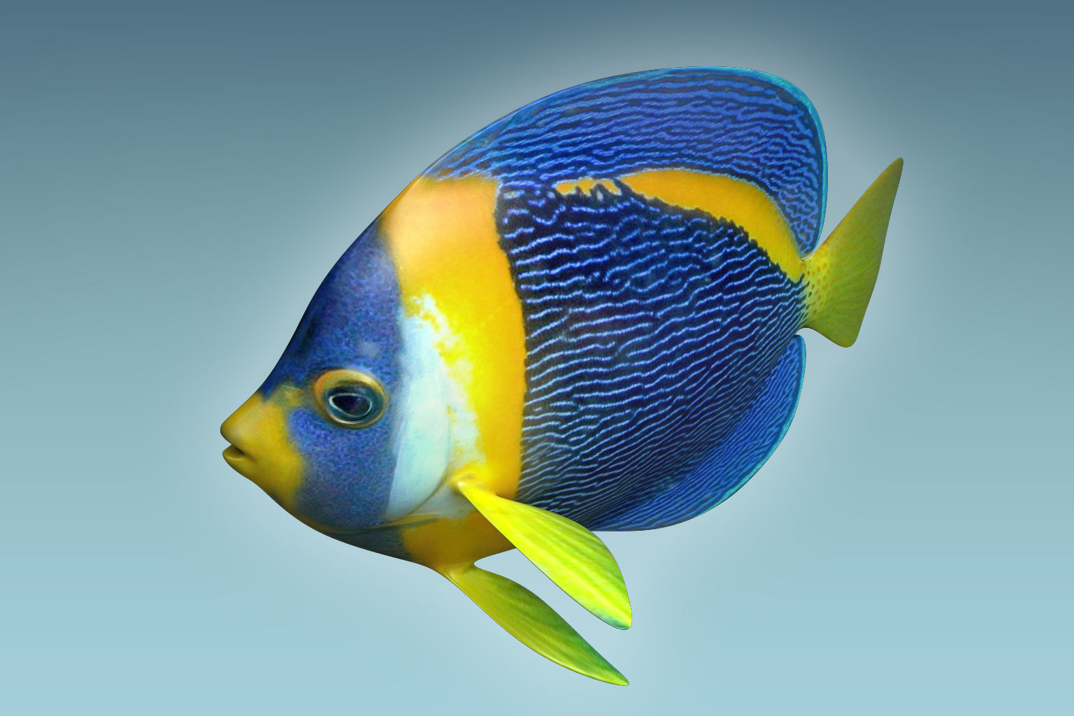 Anglefish 8 angelfish 3D model_5