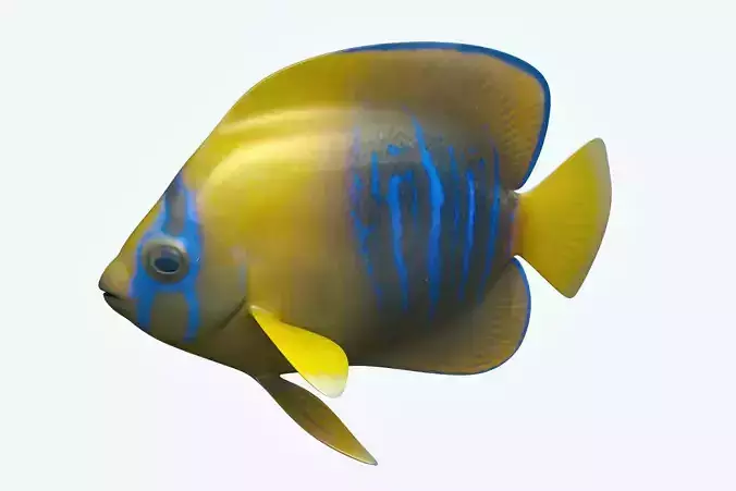 Anglefish 9 angelfish