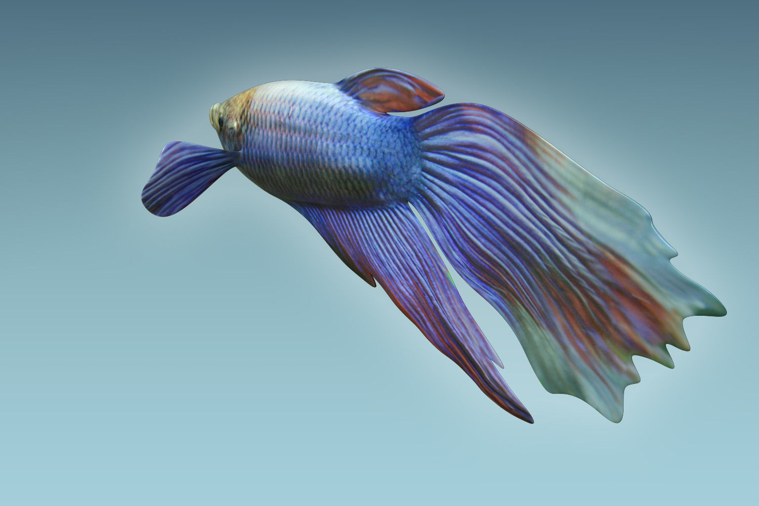 Betta Fish 1 3D model_4