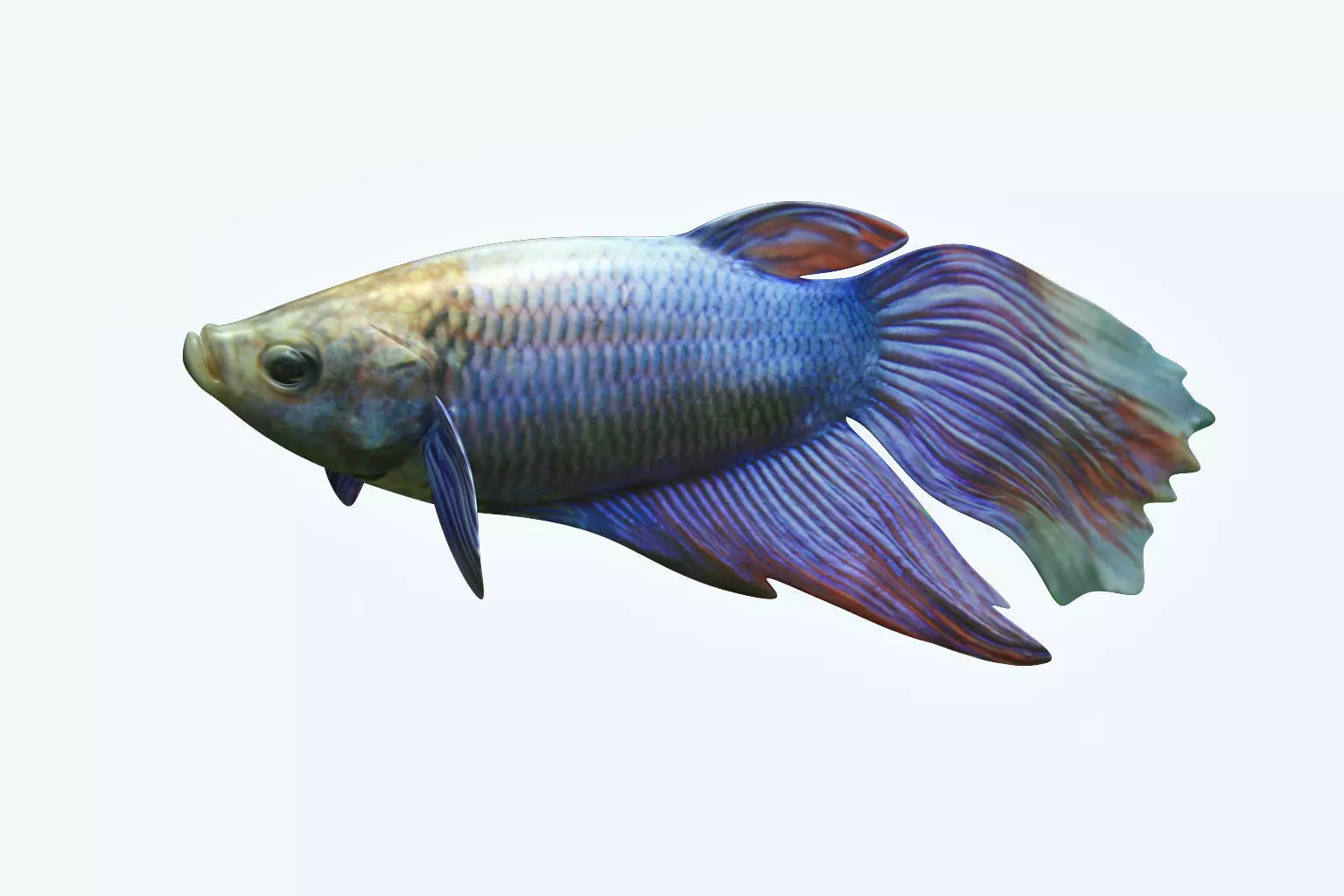 Betta Fish 1 3D model_0