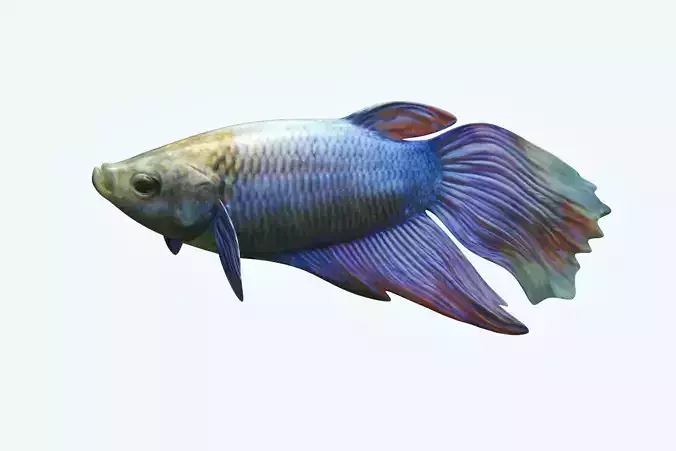 Betta Fish 1 3D model