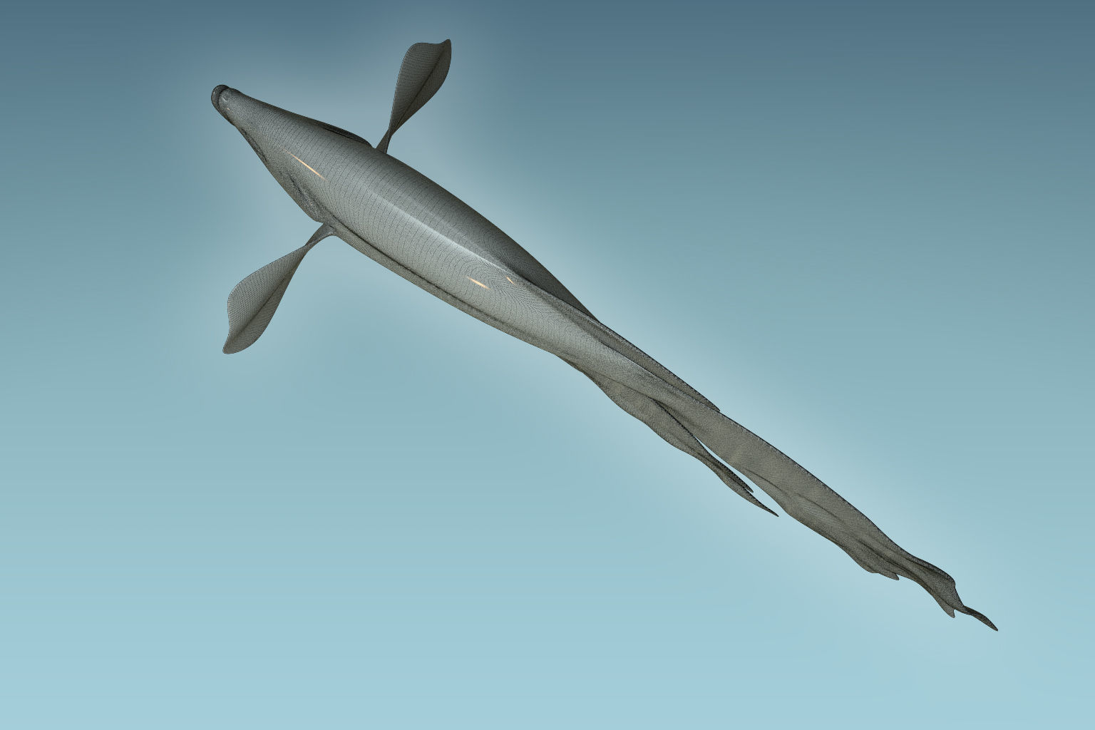 Betta Fish 1 3D model_8