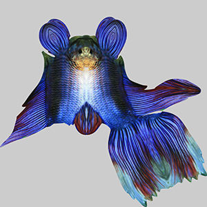 Betta Fish 1 3D model_9