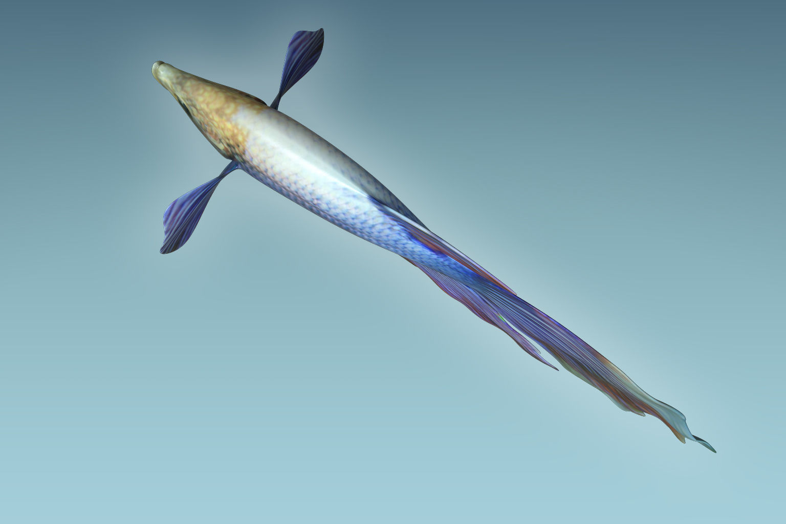 Betta Fish 1 3D model_6