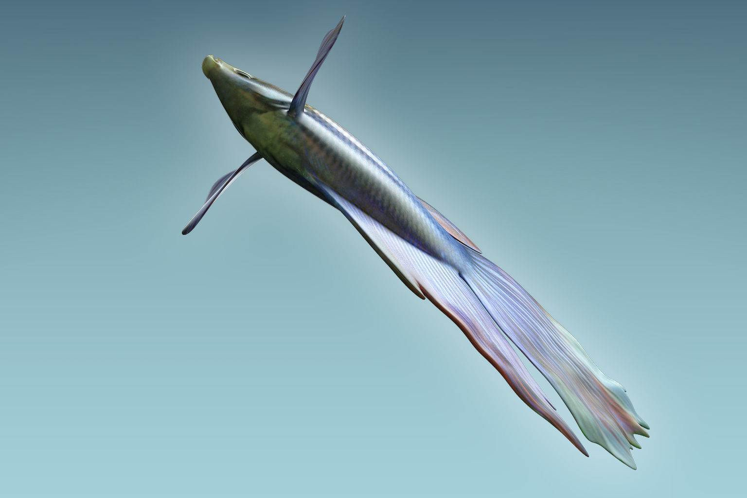 Betta Fish 1 3D model_5