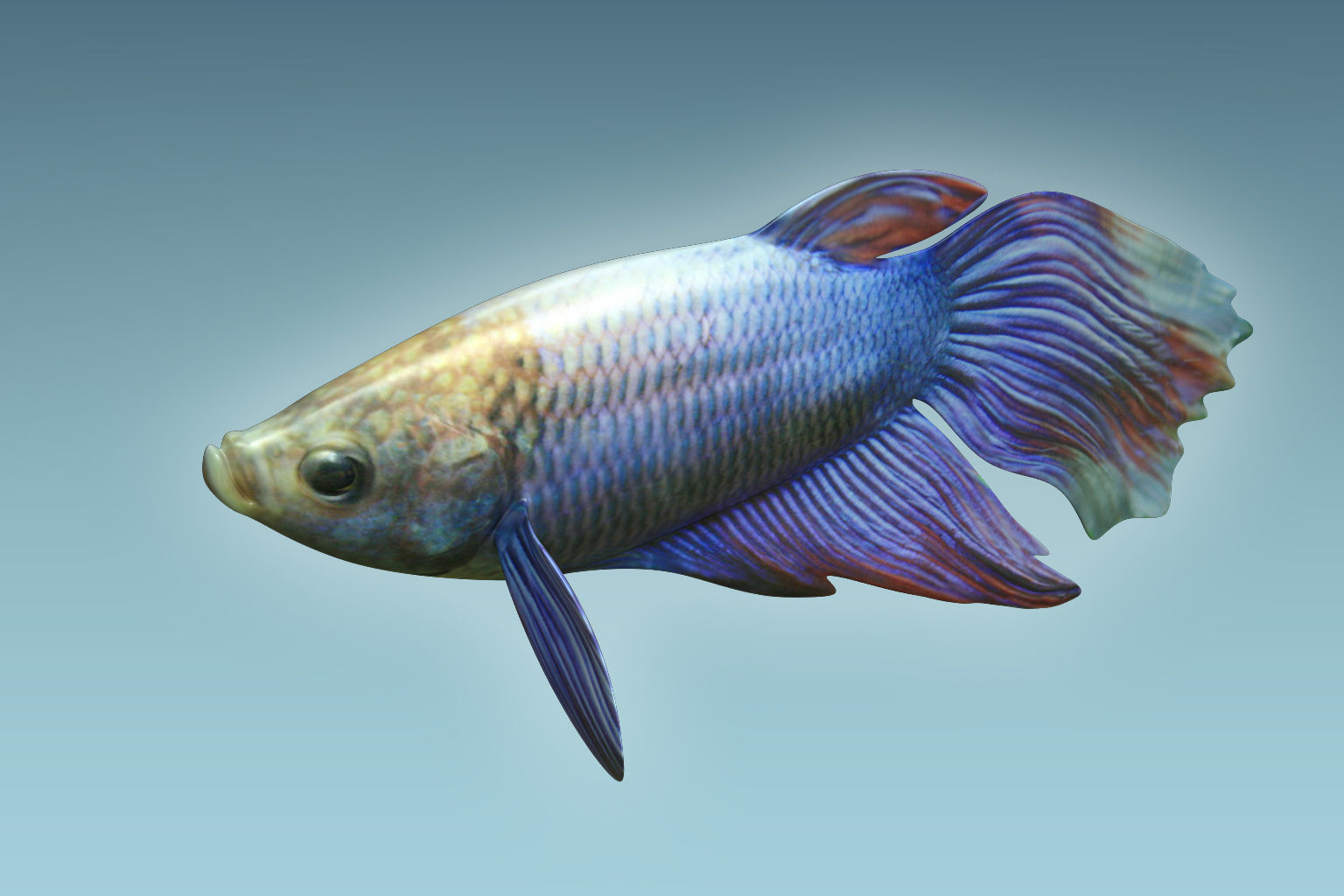 Betta Fish 1 3D model_2