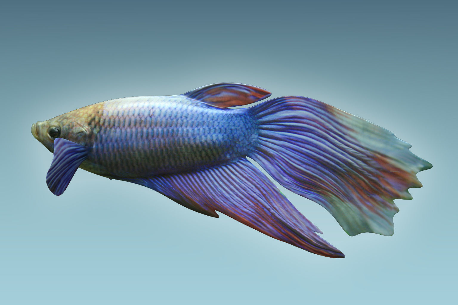 Betta Fish 1 3D model_1