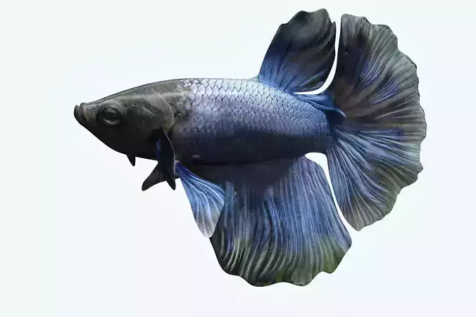 Betta Fish 2 3D model