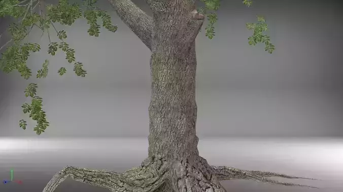 Tree-3d tree with leaves